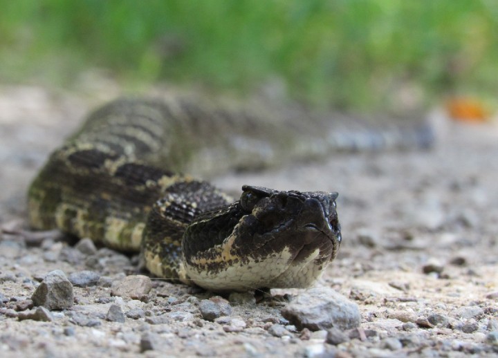 Northern Pacific Rattlesnake